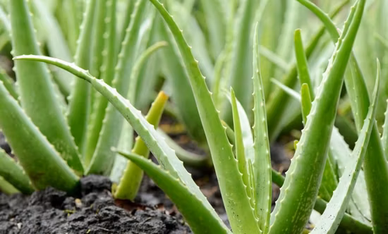 最高品質 & 天然エモディン ルバーブ /Radixet Rhizoma Rhei エキス エモディン